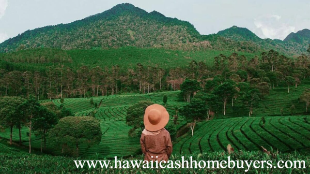 Kebun Teh Sukawana: Pesona Alam dan Sejarah Teh di Bandung Utara